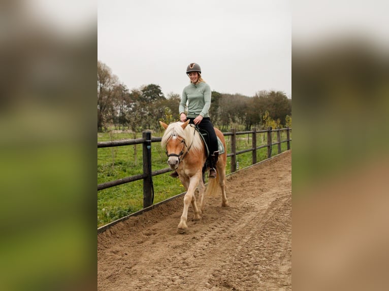 Haflinger Stute 4 Jahre 153 cm Hellbrauner in Rockanje