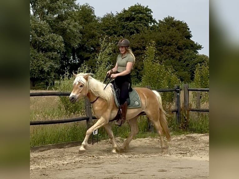 Haflinger Stute 4 Jahre 153 cm Hellbrauner in Rockanje