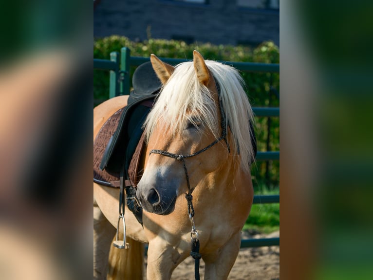 Haflinger Stute 4 Jahre 153 cm Hellbrauner in Rockanje