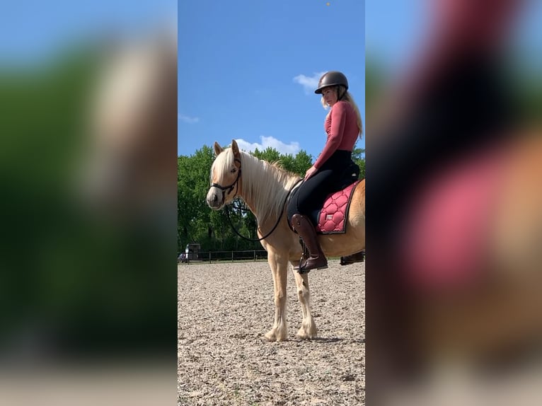 Haflinger Stute 4 Jahre 153 cm Hellbrauner in Rockanje