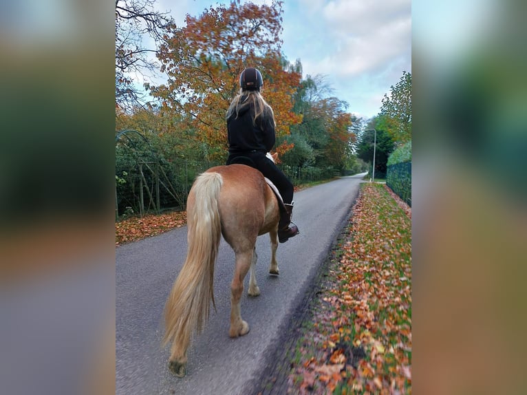 Haflinger Stute 4 Jahre 153 cm Hellbrauner in Rockanje
