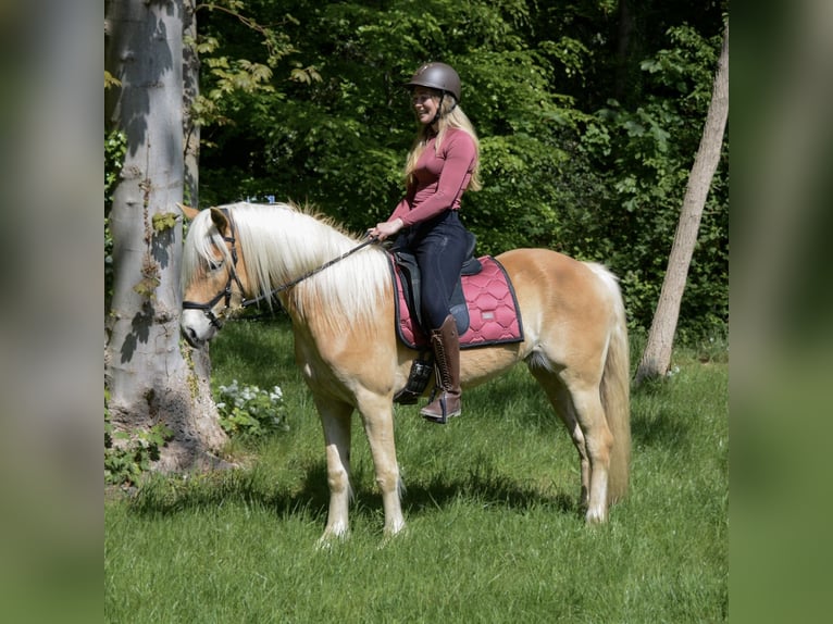 Haflinger Stute 4 Jahre 153 cm Hellbrauner in Rockanje