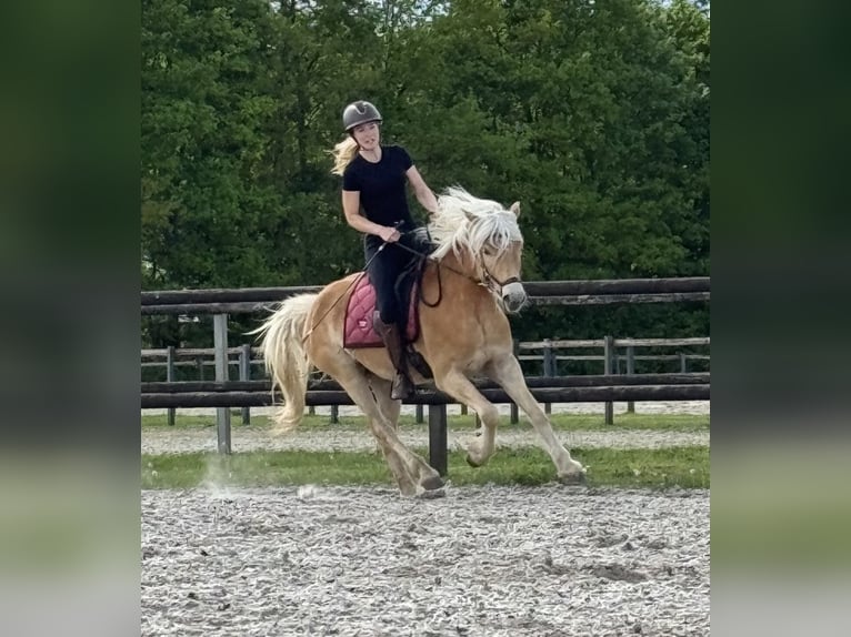 Haflinger Stute 4 Jahre 153 cm Hellbrauner in Rockanje
