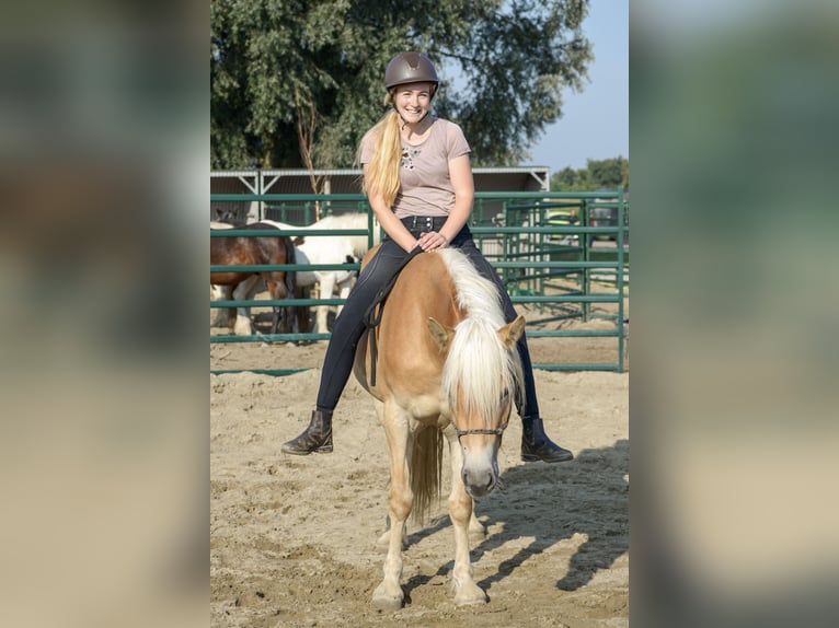 Haflinger Stute 4 Jahre 153 cm Hellbrauner in Rockanje