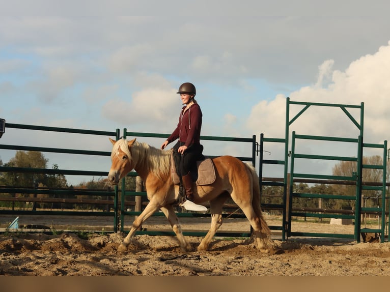 Haflinger Stute 4 Jahre 153 cm Hellbrauner in Rockanje