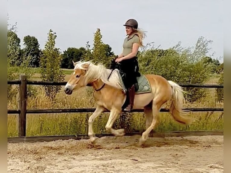 Haflinger Stute 4 Jahre 153 cm Hellbrauner in Rockanje
