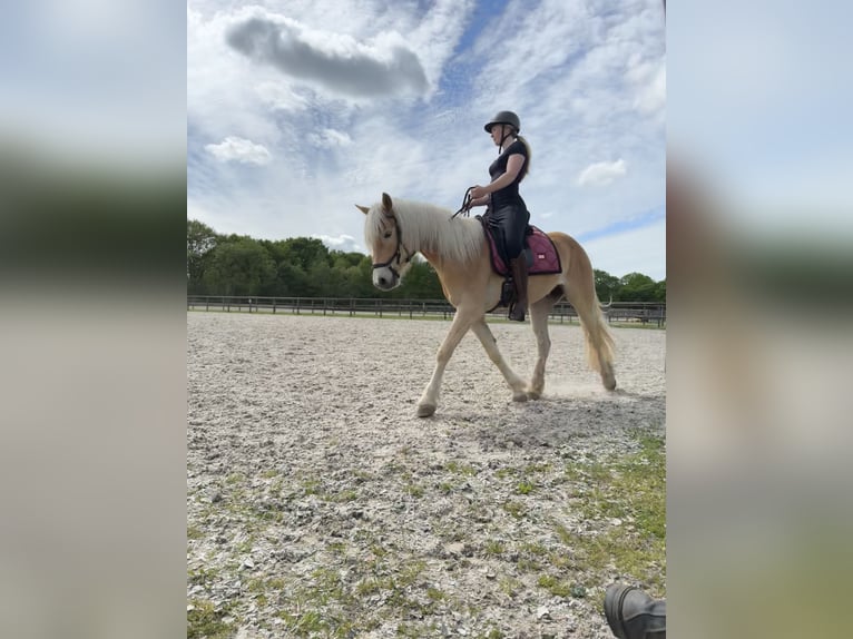 Haflinger Stute 4 Jahre 153 cm Hellbrauner in Rockanje