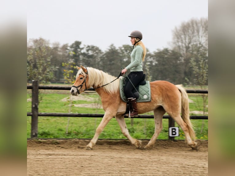 Haflinger Stute 4 Jahre 153 cm Hellbrauner in Rockanje