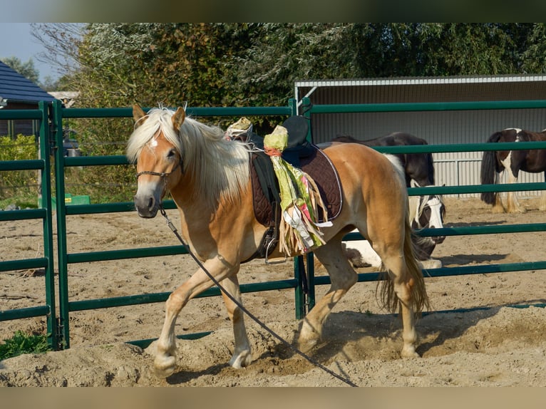 Haflinger Stute 4 Jahre 153 cm Hellbrauner in Rockanje