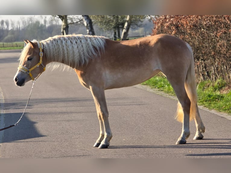 Haflinger Stute 4 Jahre 153 cm Palomino in Someren