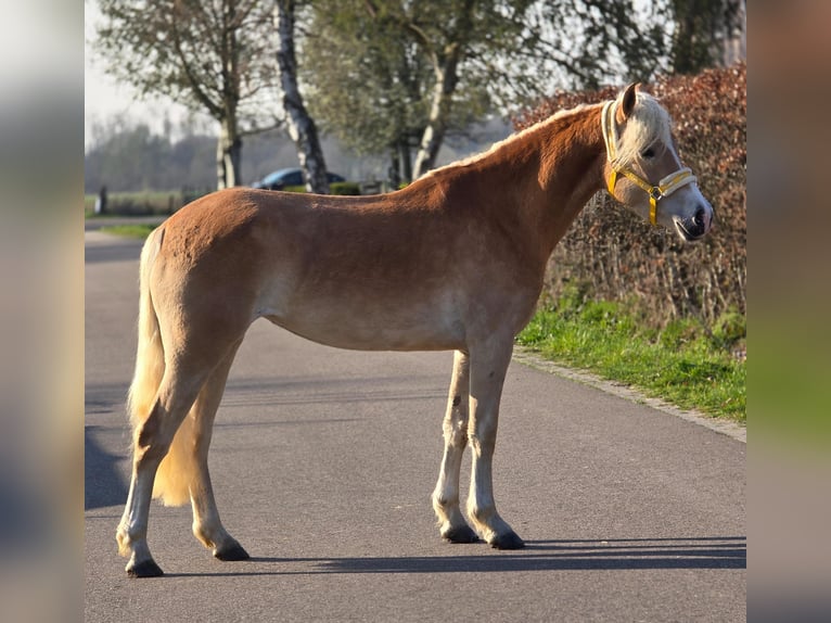 Haflinger Stute 4 Jahre 153 cm Palomino in Someren