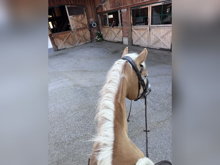 Haflinger Stute 4 Jahre 154 cm Fuchs in St. Veit