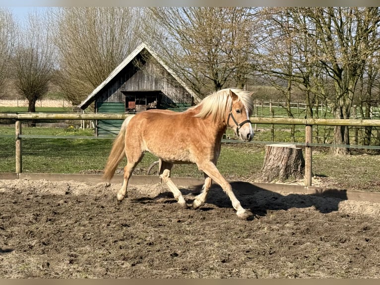 Haflinger Stute 4 Jahre 156 cm Fuchs in Drensteinfurt