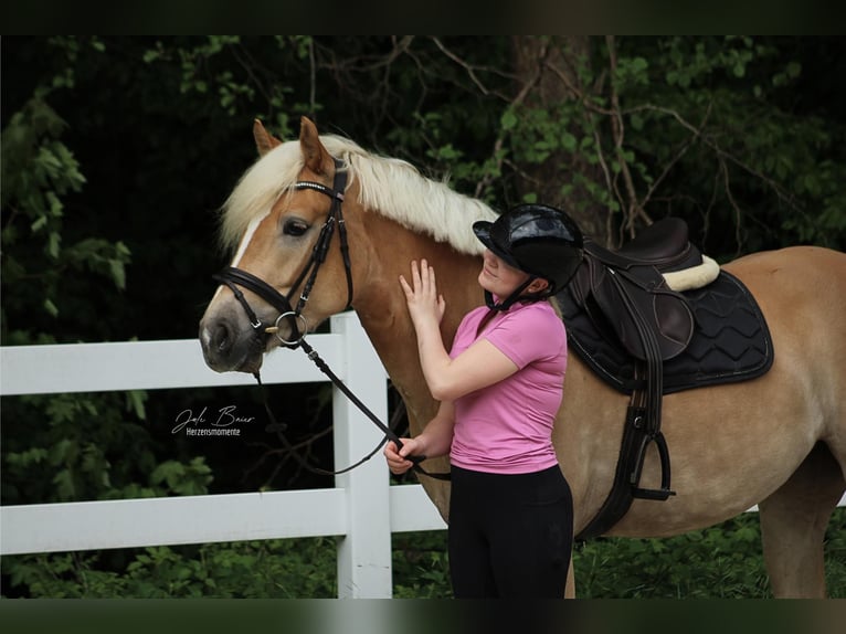 Haflinger Stute 4 Jahre 157 cm in Neuwied