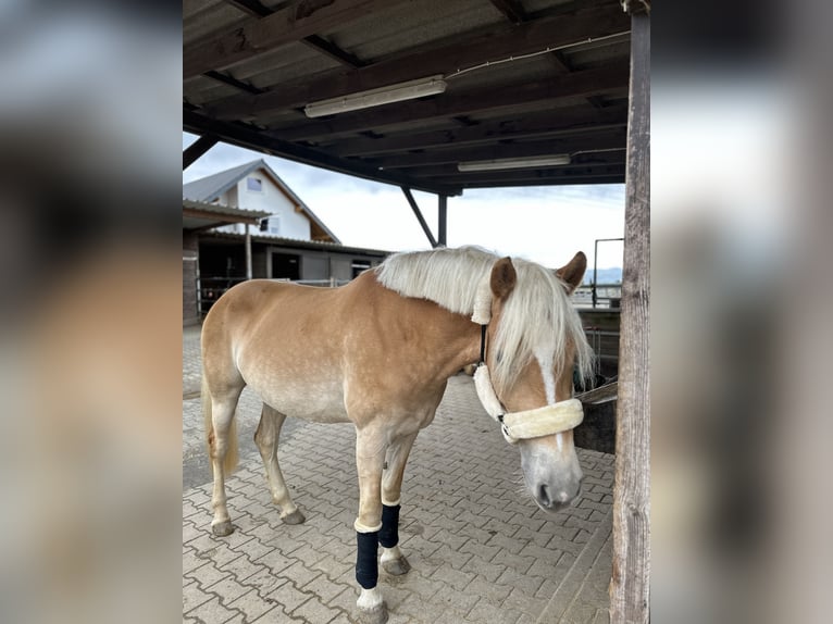 Haflinger Stute 4 Jahre 157 cm in Neuwied