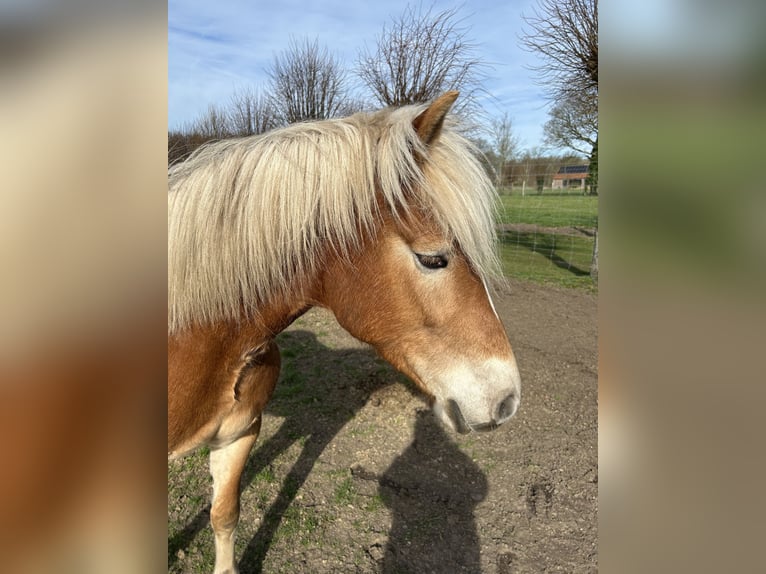 Haflinger Stute 4 Jahre 160 cm Brauner in Sijsele