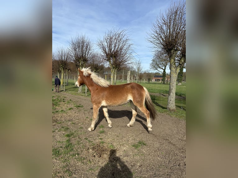 Haflinger Stute 4 Jahre 160 cm Brauner in Sijsele