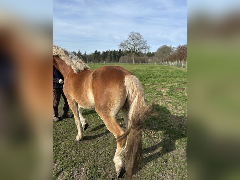 Haflinger Stute 4 Jahre 160 cm Brauner in Sijsele