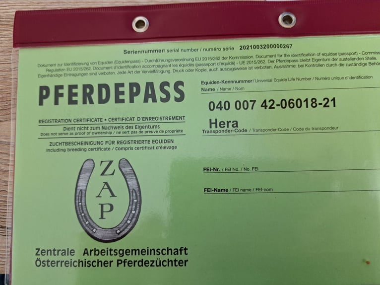 Haflinger Stute 4 Jahre in Baierdorf