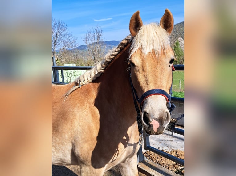 Haflinger Stute 4 Jahre in Baierdorf