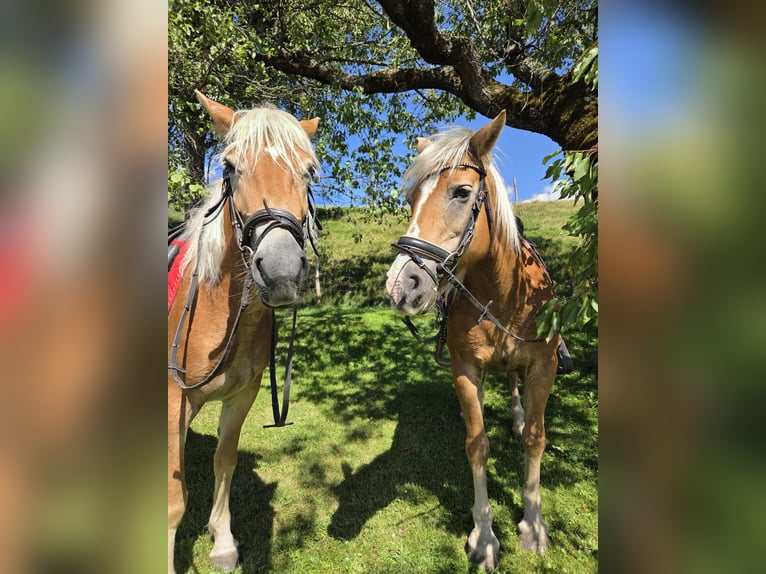 Haflinger Stute 4 Jahre in H&#xFC;ttenberg