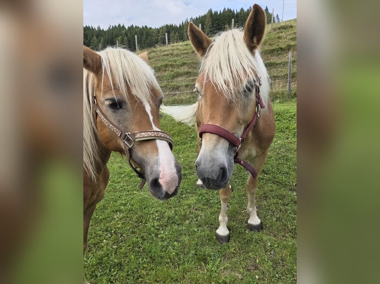Haflinger Stute 4 Jahre in H&#xFC;ttenberg