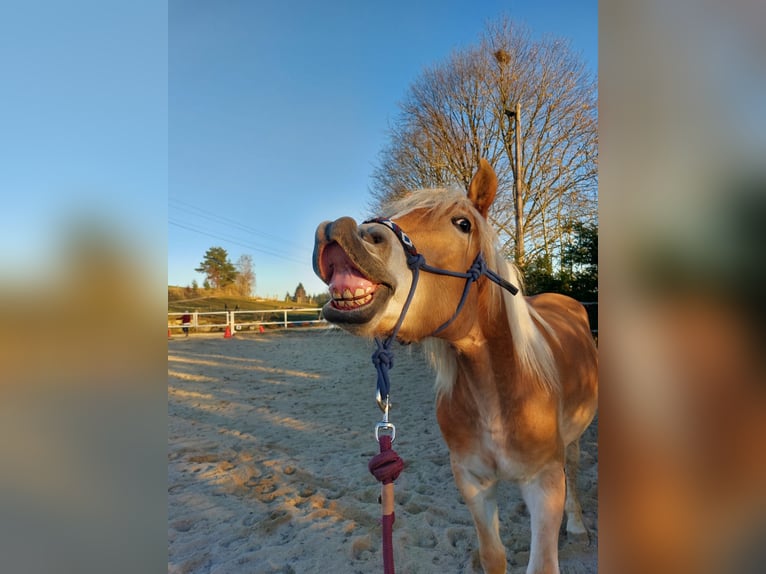 Haflinger Stute 4 Jahre in St. Georgen an der Gusen