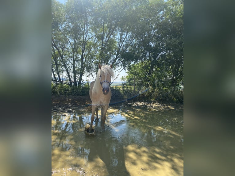 Haflinger Stute 4 Jahre in St. Georgen an der Gusen