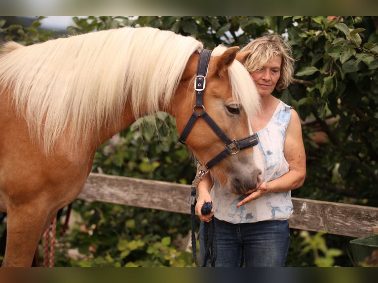 Haflinger Stute 4 Jahre Fuchs in Rametzhofen