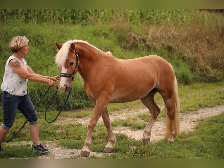 Haflinger Stute 4 Jahre Fuchs in Rametzhofen
