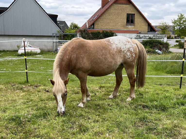 Haflinger Mix Stute 5 Jahre 140 cm Tigerschecke in Hüsby