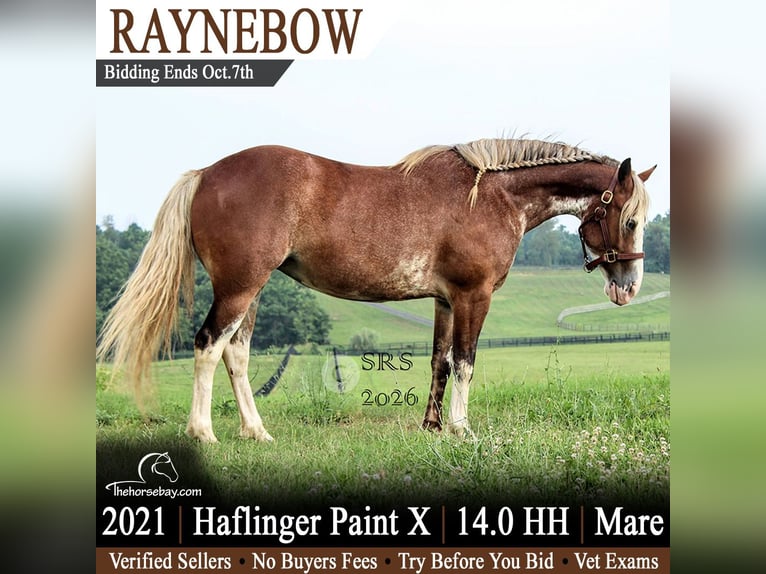 Haflinger Mix Stute 5 Jahre 142 cm Rotbrauner in Jeffersonton, VA