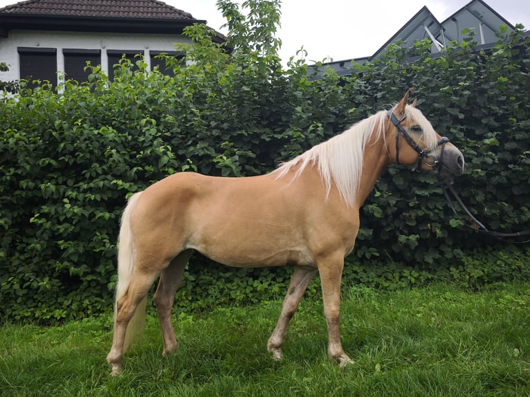 Haflinger Stute 5 Jahre 144 cm  in Frankenberg (Eder)