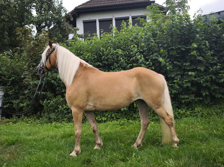 Haflinger Stute 5 Jahre 144 cm  in Frankenberg (Eder)
