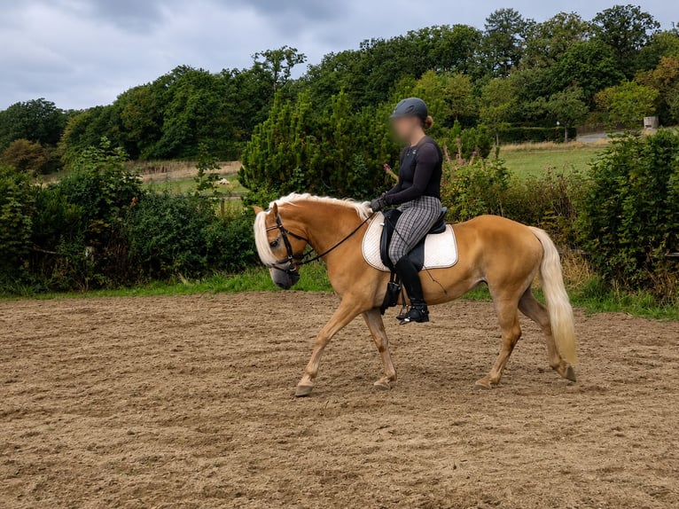 Haflinger Stute 5 Jahre 144 cm  in Frankenberg (Eder)