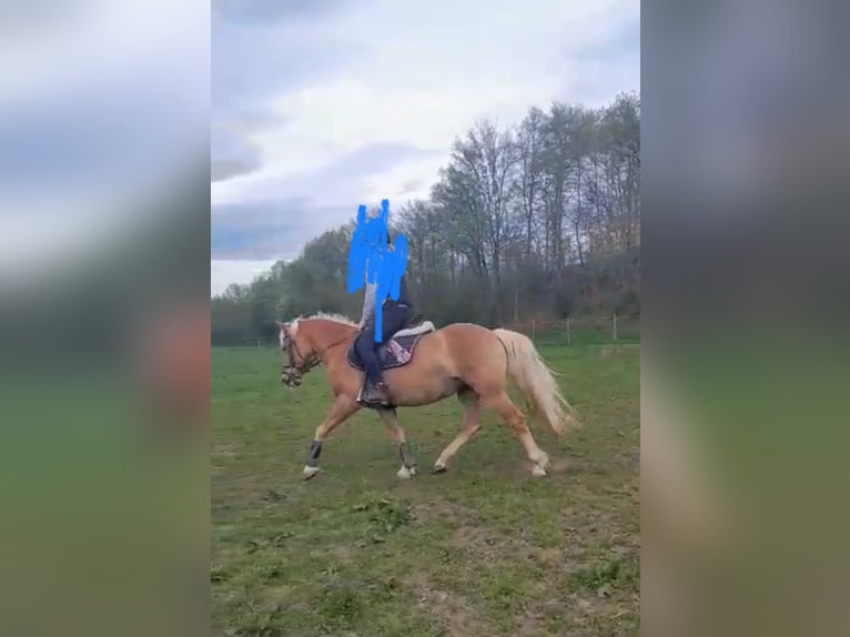 Haflinger Stute 5 Jahre 145 cm in Strass