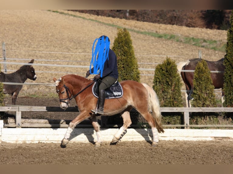 Haflinger Stute 5 Jahre 145 cm in Strass