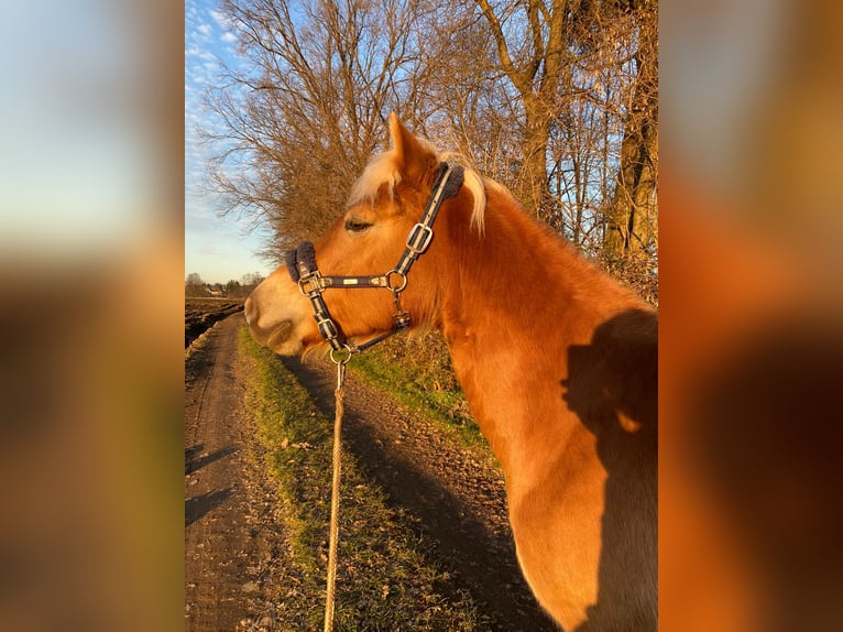 Haflinger Stute 5 Jahre 145 cm in Strass