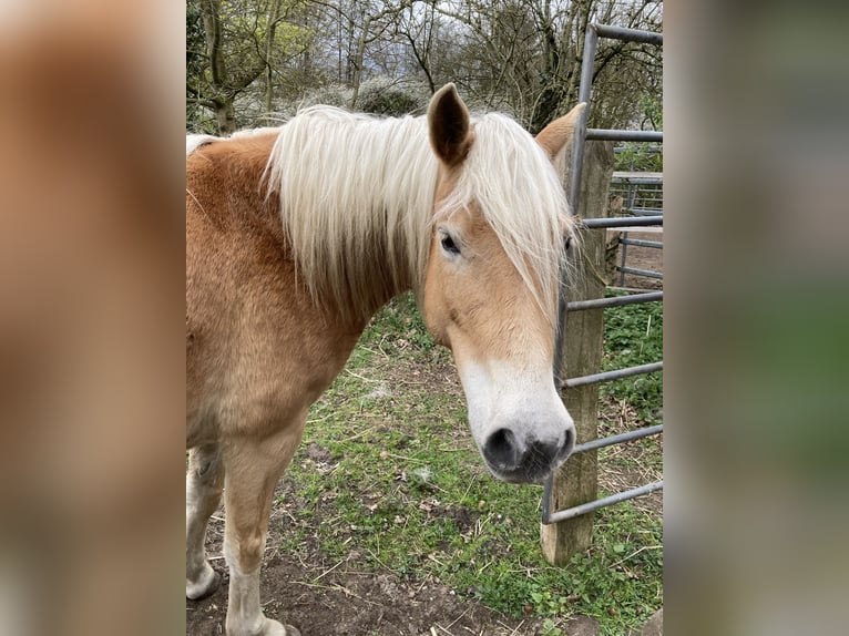 Haflinger Stute 5 Jahre 145 cm Fuchs in Hamburg Rahlstedt