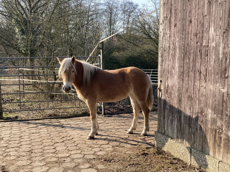Haflinger Stute 5 Jahre 145 cm Fuchs in Hamburg Rahlstedt