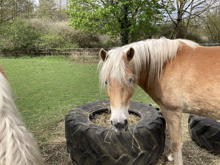 Haflinger Stute 5 Jahre 145 cm Fuchs in Hamburg Rahlstedt