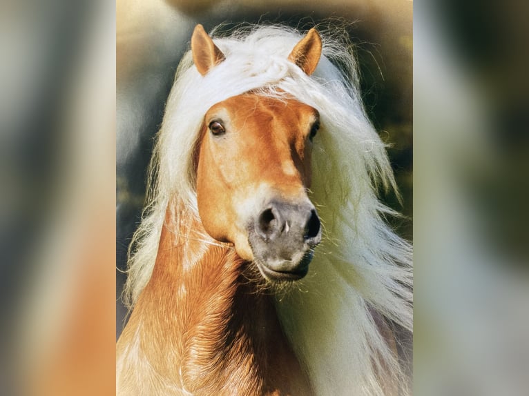 Haflinger Stute 5 Jahre 145 cm Fuchs in Hamburg Rahlstedt