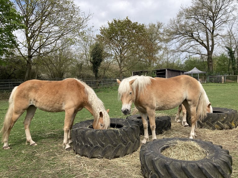 Haflinger Stute 5 Jahre 145 cm Fuchs in Hamburg Rahlstedt