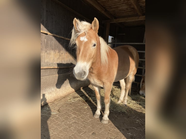 Haflinger Stute 5 Jahre 145 cm Fuchs in Hamburg Rahlstedt