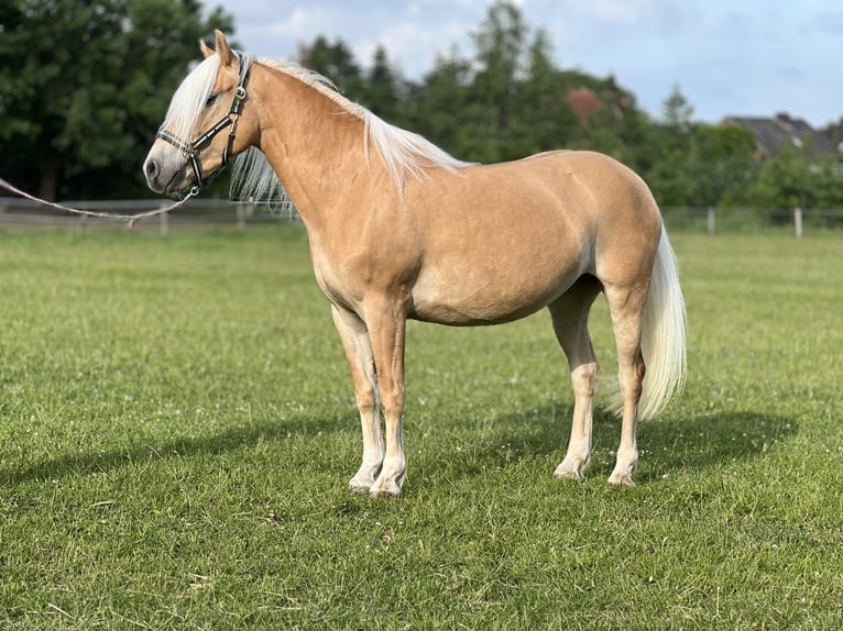 Haflinger Stute 5 Jahre 145 cm Fuchs in Groß Twülpstedt