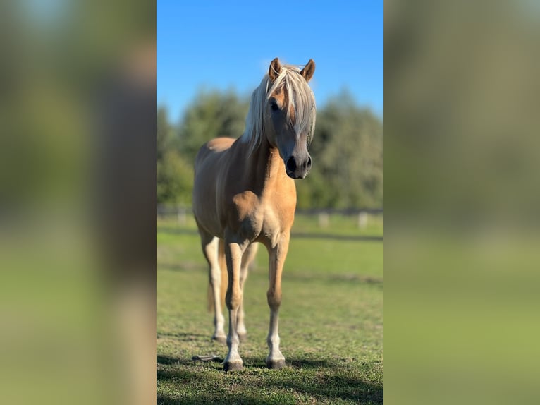 Haflinger Stute 5 Jahre 145 cm Fuchs in Seedorf