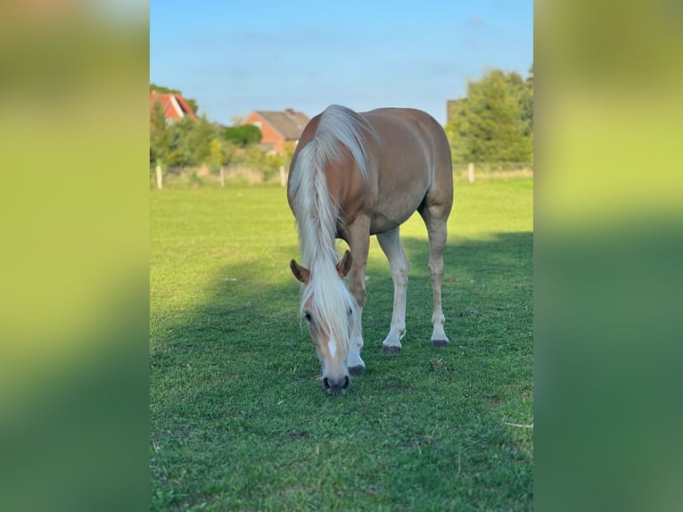 Haflinger Stute 5 Jahre 145 cm Fuchs in Seedorf