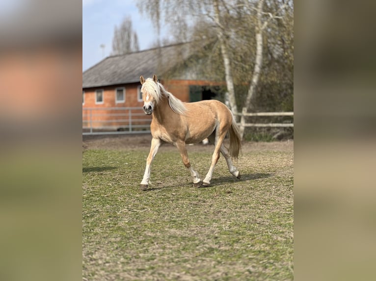 Haflinger Stute 5 Jahre 145 cm Fuchs in Seedorf