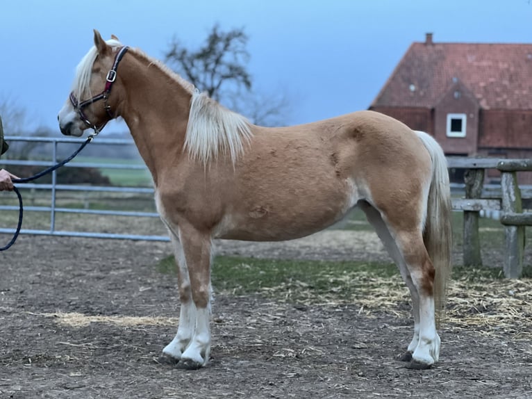 Haflinger Stute 5 Jahre 145 cm Fuchs in Seedorf