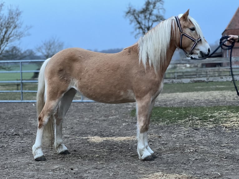 Haflinger Stute 5 Jahre 145 cm Fuchs in Seedorf